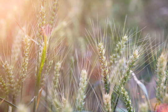 成熟的传统农作物小麦麦穗特写