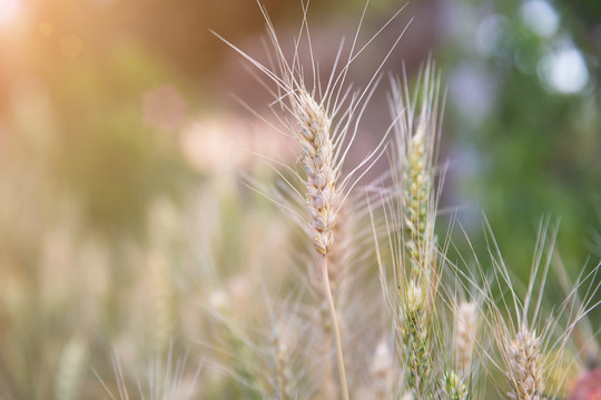 即将成熟的传统农作物小麦麦穗