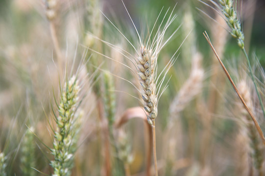 即将成熟的传统农作物小麦麦穗