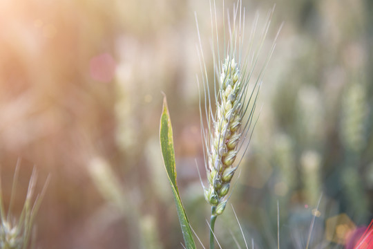 夏季农田里即将成熟的小麦