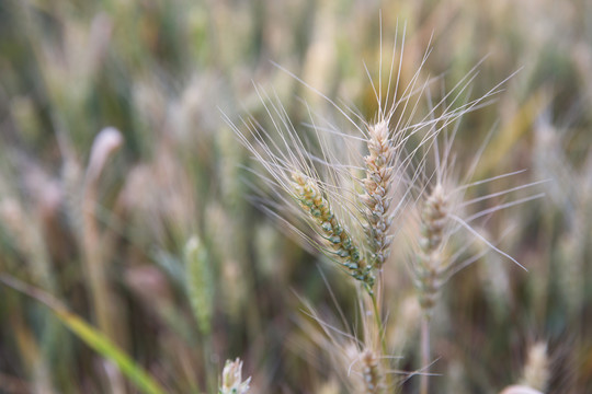 夏日户外即将成熟的农作物小麦