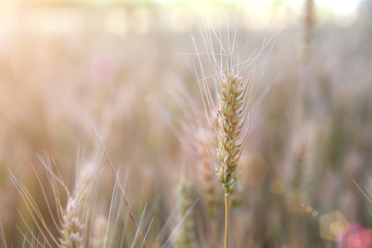 夏季麦田里即将成熟的小麦