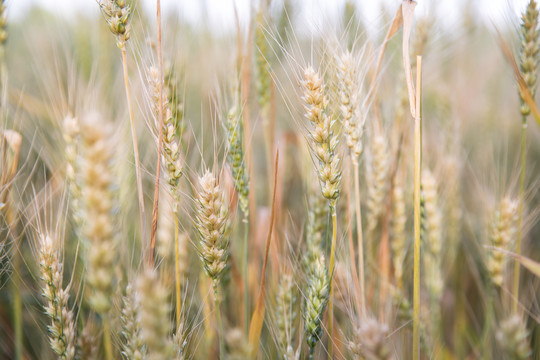 夏天户外田里即将成熟的小麦
