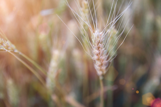 夏天户外田里即将成熟的小麦