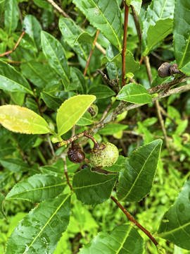 山茶籽种植