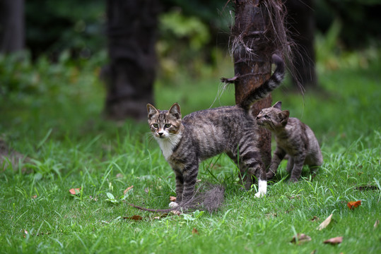 一群野外流浪猫