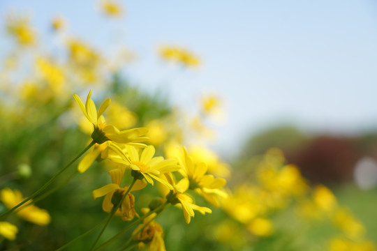 小黄花