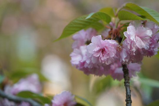 樱花