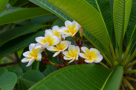 鸡蛋花