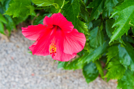 南宁园博园西安园朱槿花