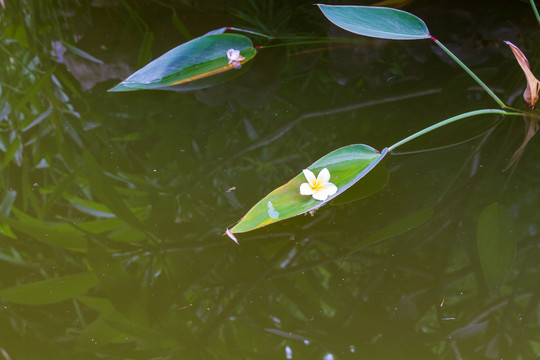 鸡蛋花