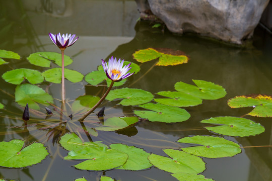 延药睡莲