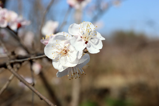 梨花