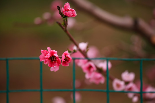 桃花