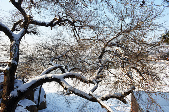 冬季枯树枝
