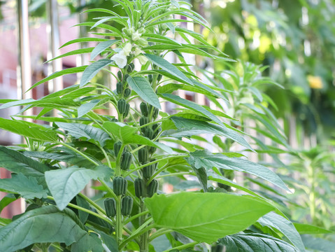 芝麻开花节节高