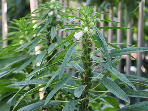 芝麻开花节节高