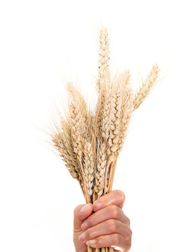 一双手紧抓着一把成熟的麦子