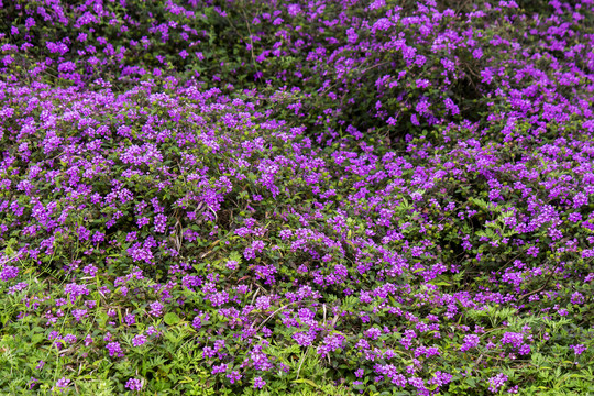 紫色花丛