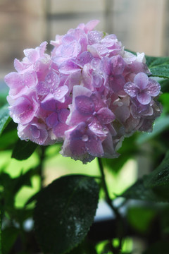 绣球花