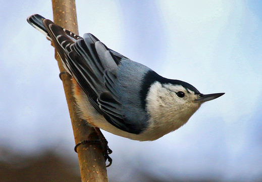 栗臀鳾