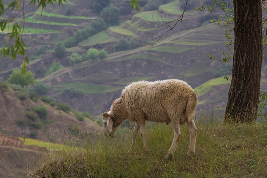 草地上一只羊