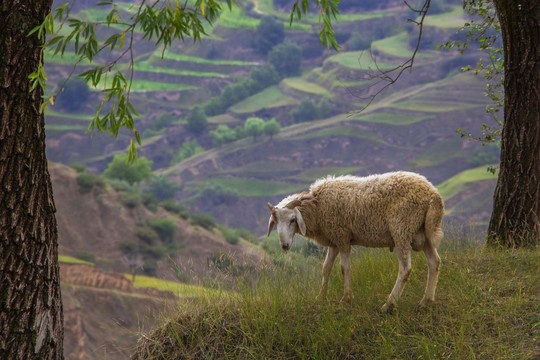 草地上的一只羊