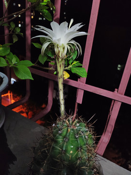 仙人棒开花
