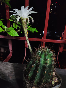仙人棒开花