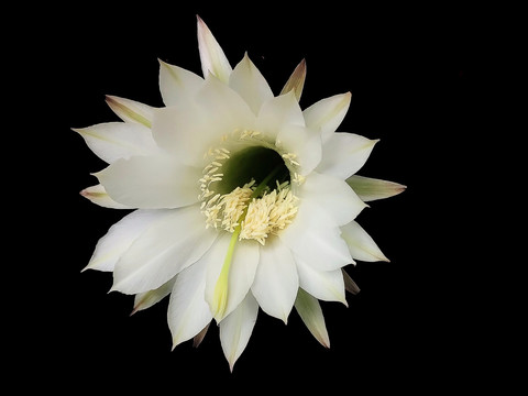 仙人掌白花