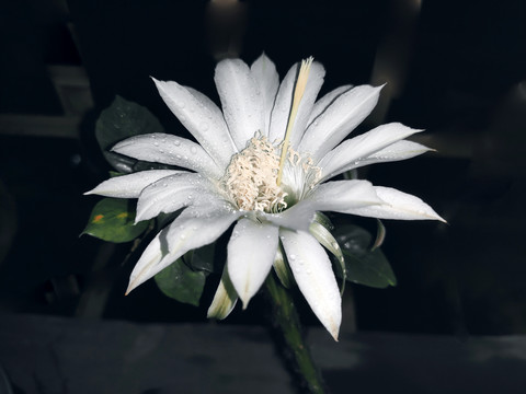 仙人掌白花