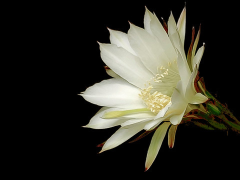 仙人棒花