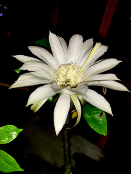 仙人棒花