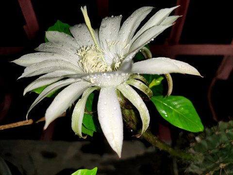 仙人棒花