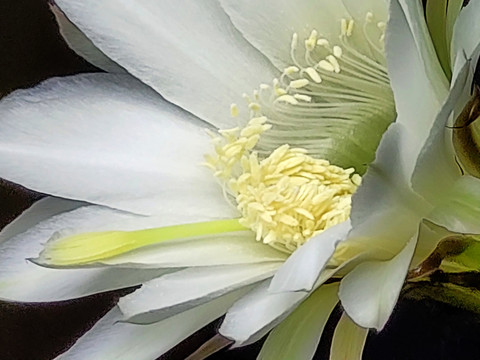 仙人棒花特写