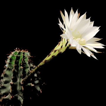 仙人棒开花