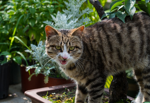 狸花猫