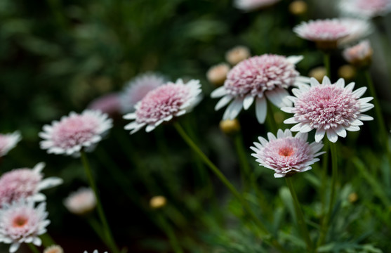 小雏菊