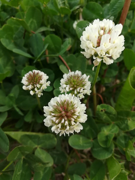 白色的车轴草花