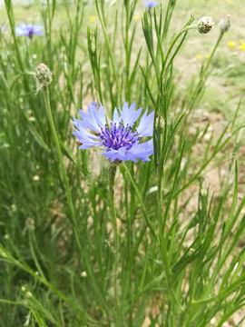 一朵蓝花矢车菊