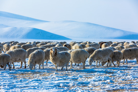 雪地羊群绵羊吃草