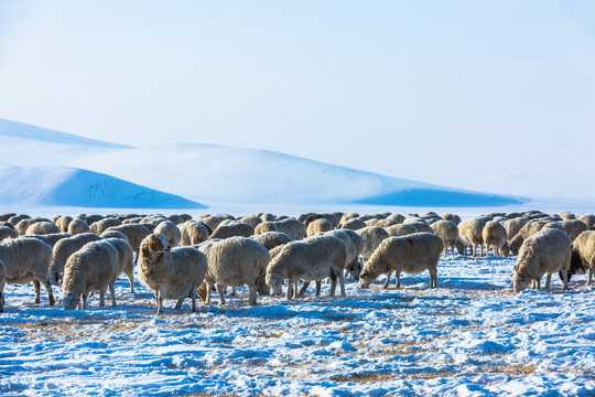 冬季雪原牧场一群羊