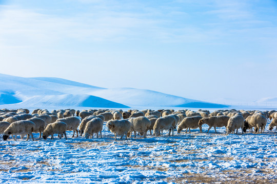 冬季草原雪原羊群放牧