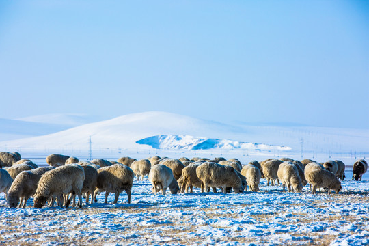 雪山羊群冬季草原