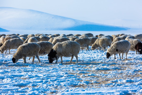 冬季草原牧场一群羊