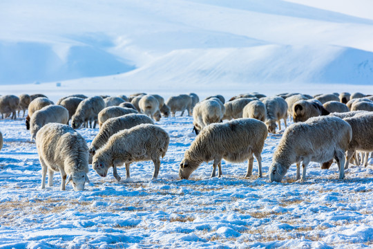 冬季草原牧场羊群