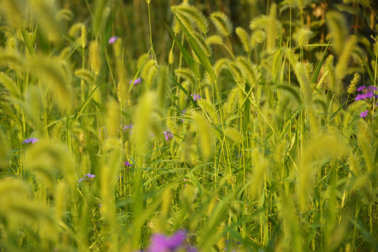 狗尾巴花草丛