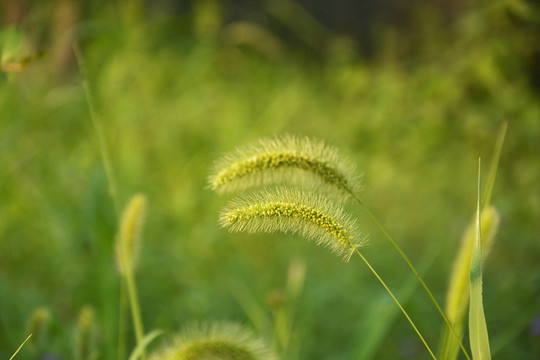 狗尾巴草