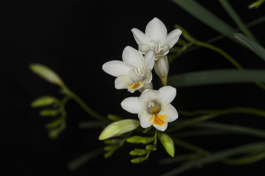 香雪兰花