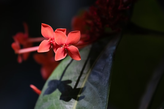 龙船花